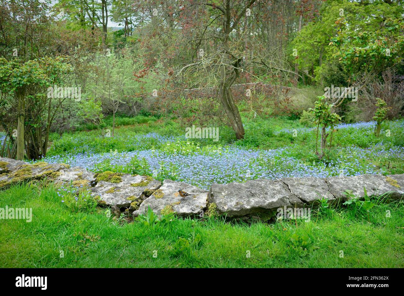 Chaffinch dans Wildflower Garden Masham North Yorkshire Angleterre Banque D'Images