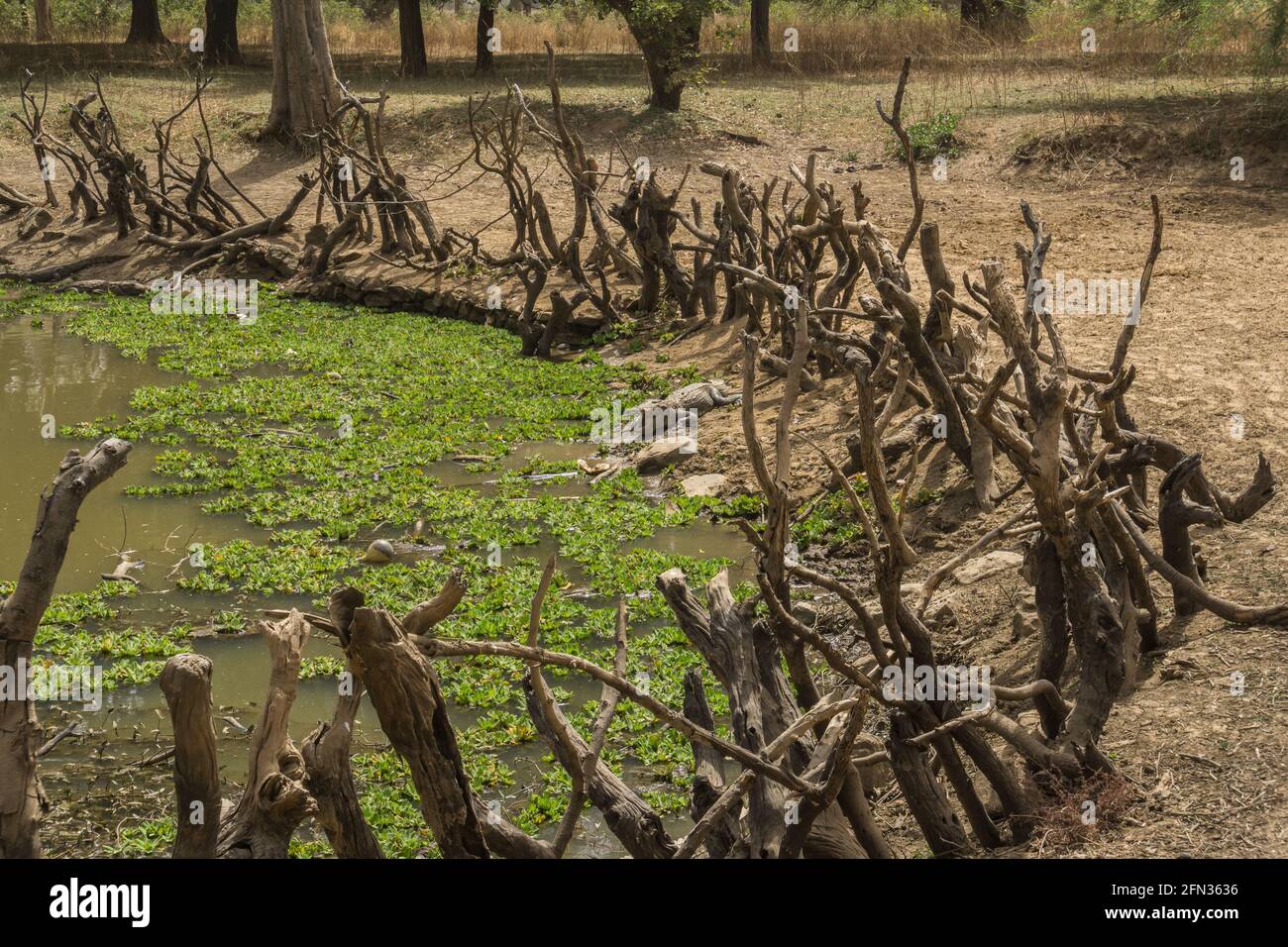 Les crocodiles sacrés du village d'Amani, Mali Banque D'Images