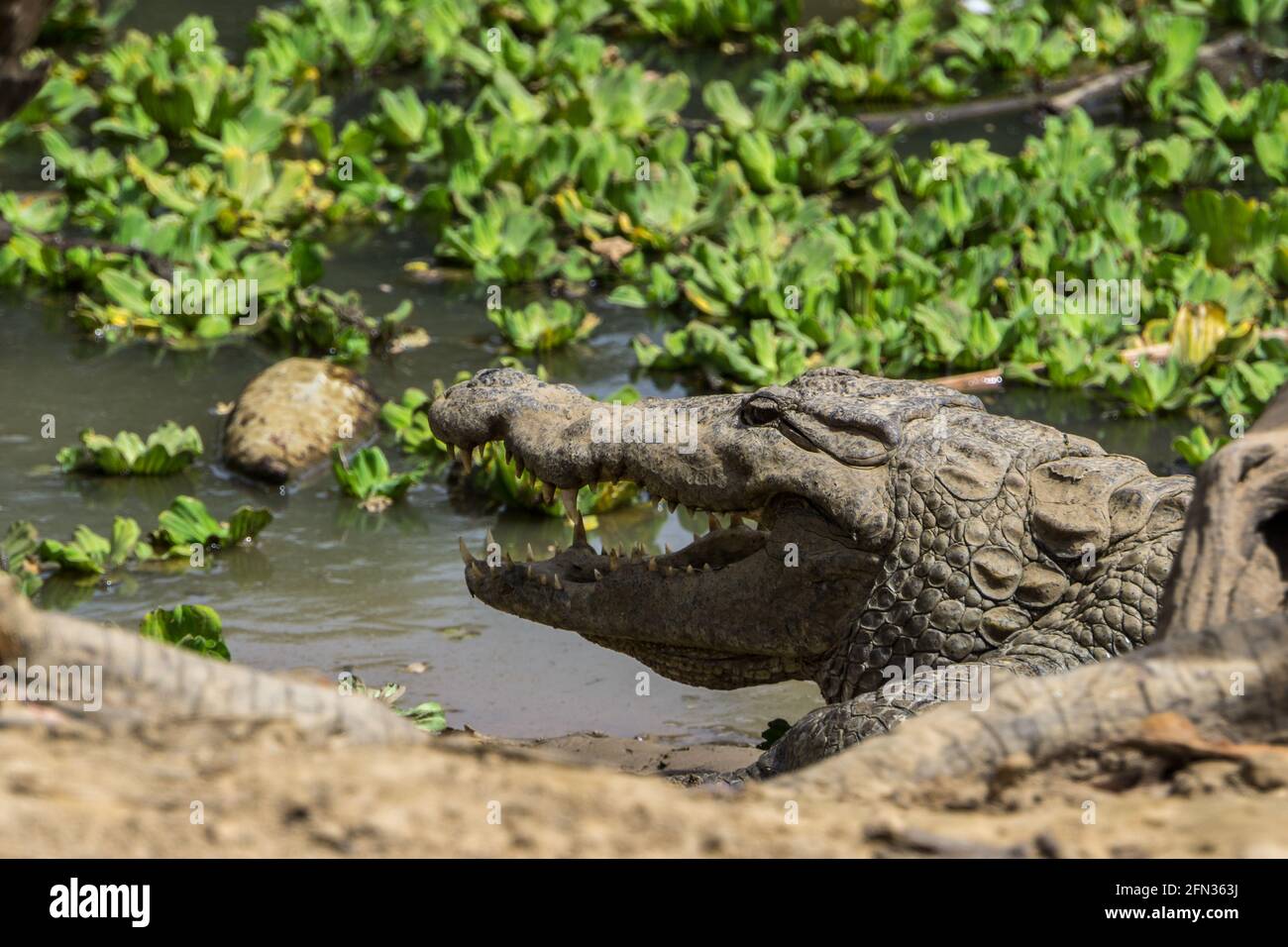 Amani Sacred Crocodiles, village Dogan, Mali Banque D'Images