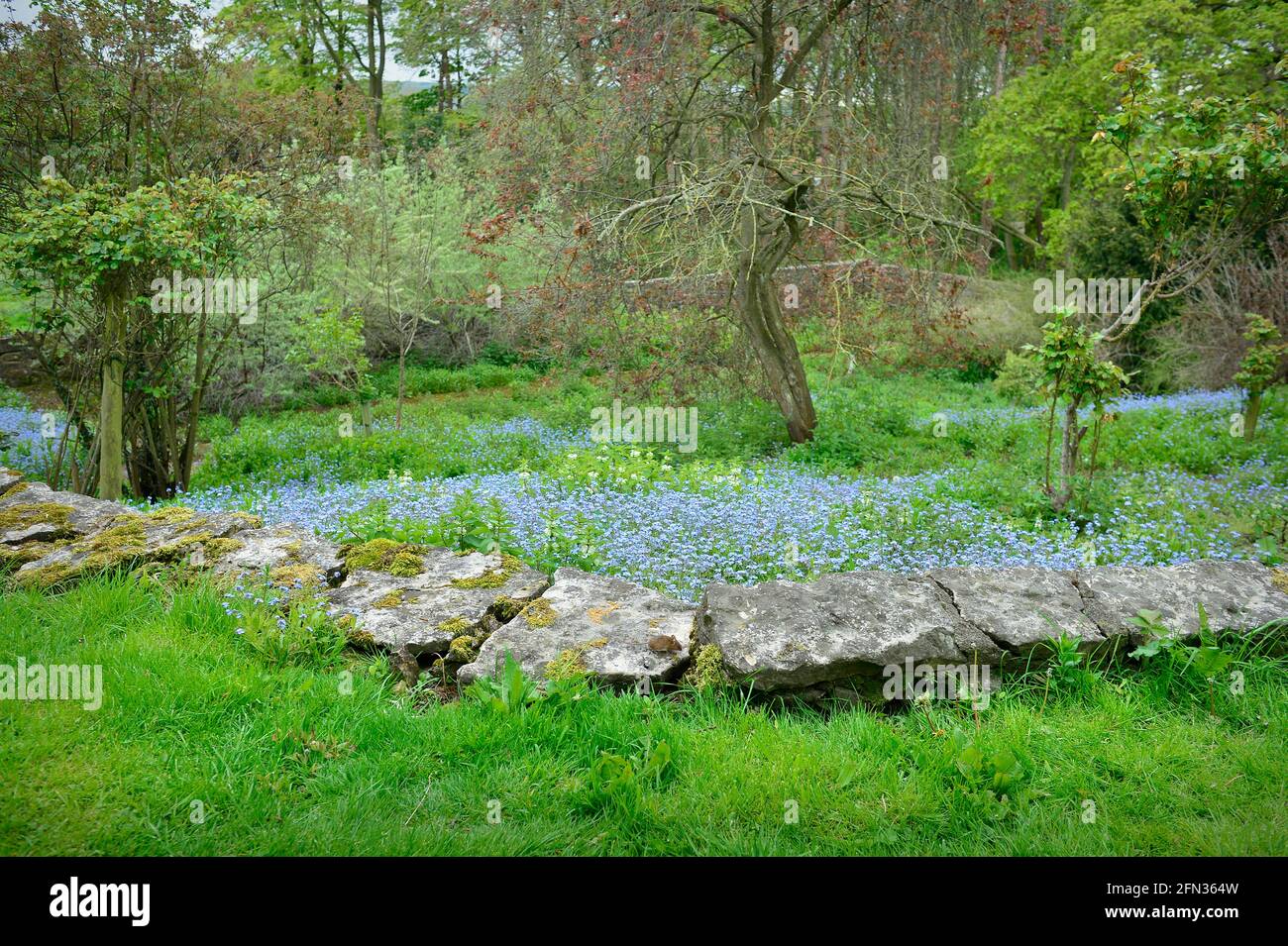 Field Mouse dans le jardin de fleurs sauvages du Yorkshire du Nord de l'Angleterre Banque D'Images