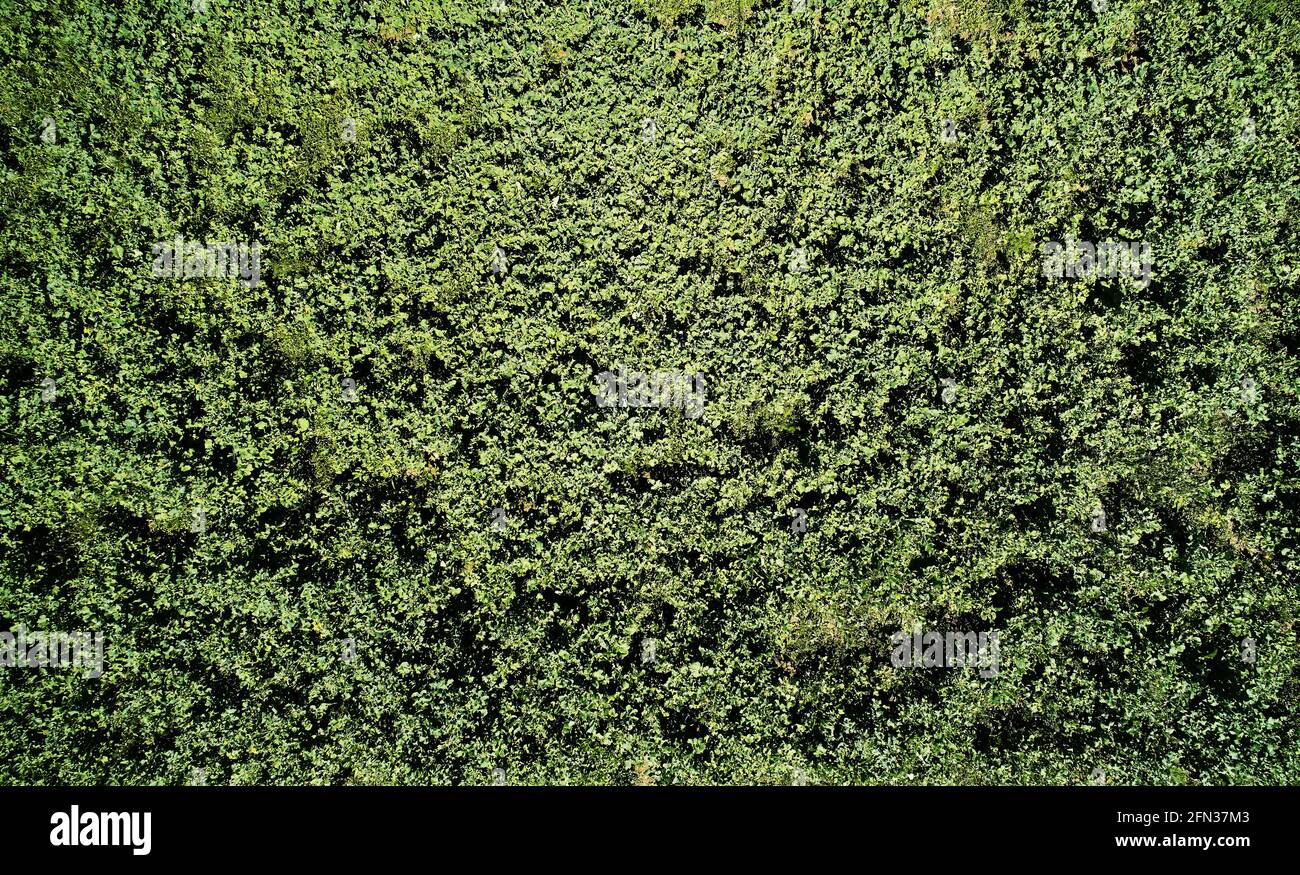 Pelouse en herbe verte au-dessus de la vue de dessus, par beau temps. Texture du champ vert Banque D'Images