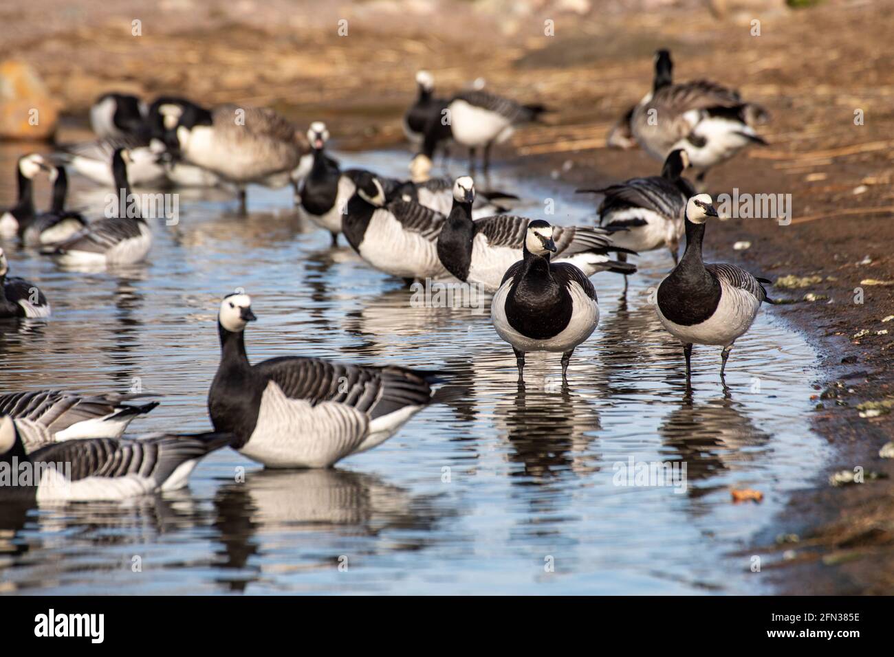 Bernaches de Barnacle (Branta leucopsis) dans la baie de Tööölönlahti à Helsinki, en Finlande Banque D'Images