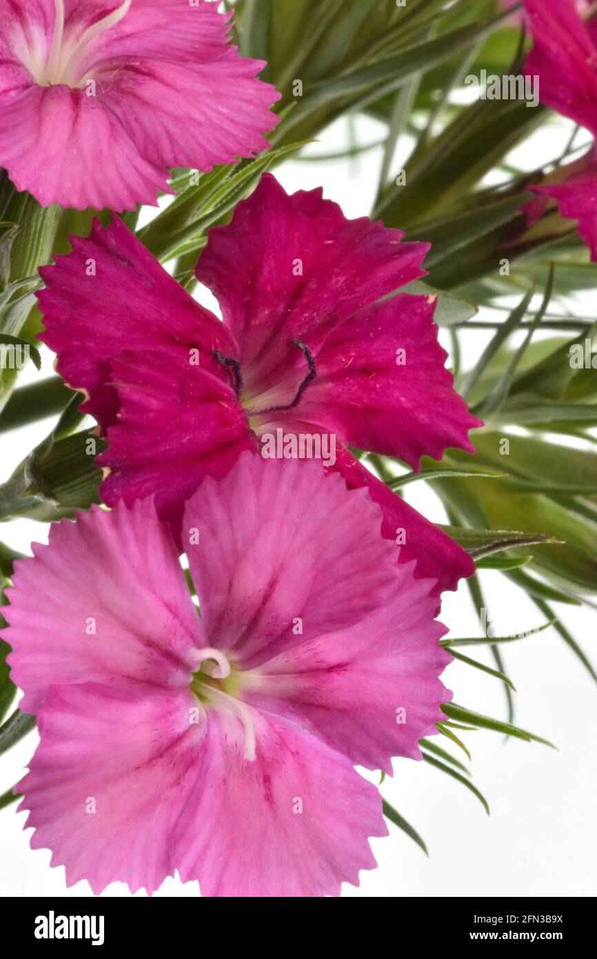 Gros plan de fleurs de Dianthus roses et rouges sur fond blanc. Banque D'Images