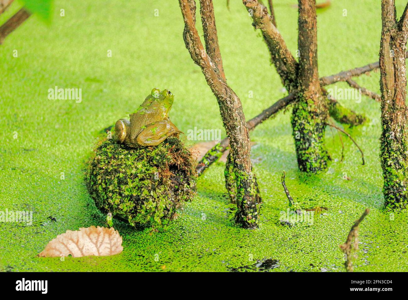 Ouaouaron américain (Lithobates catesbeianus) sur le genou cyprès. Réserve naturelle de Salt Creek, comté de Cook, Illinois. Banque D'Images