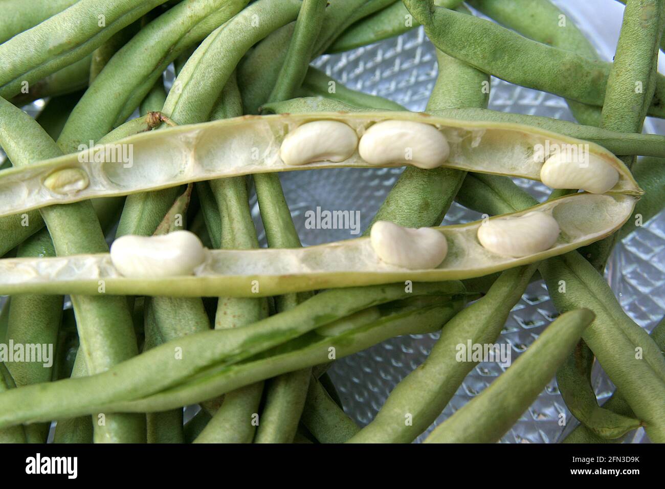 Graines tendres de haricots avec de longues gousses vertes Banque D'Images