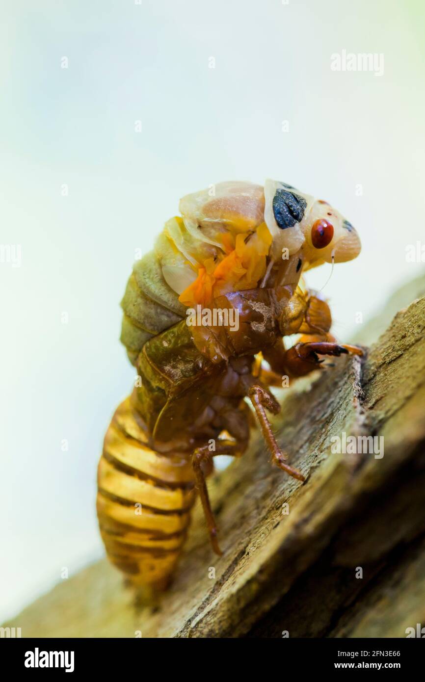 Brood X cicada (Magicicada) mue émergeant de l'exosquelette , mai 2021 - Virginia USA Banque D'Images