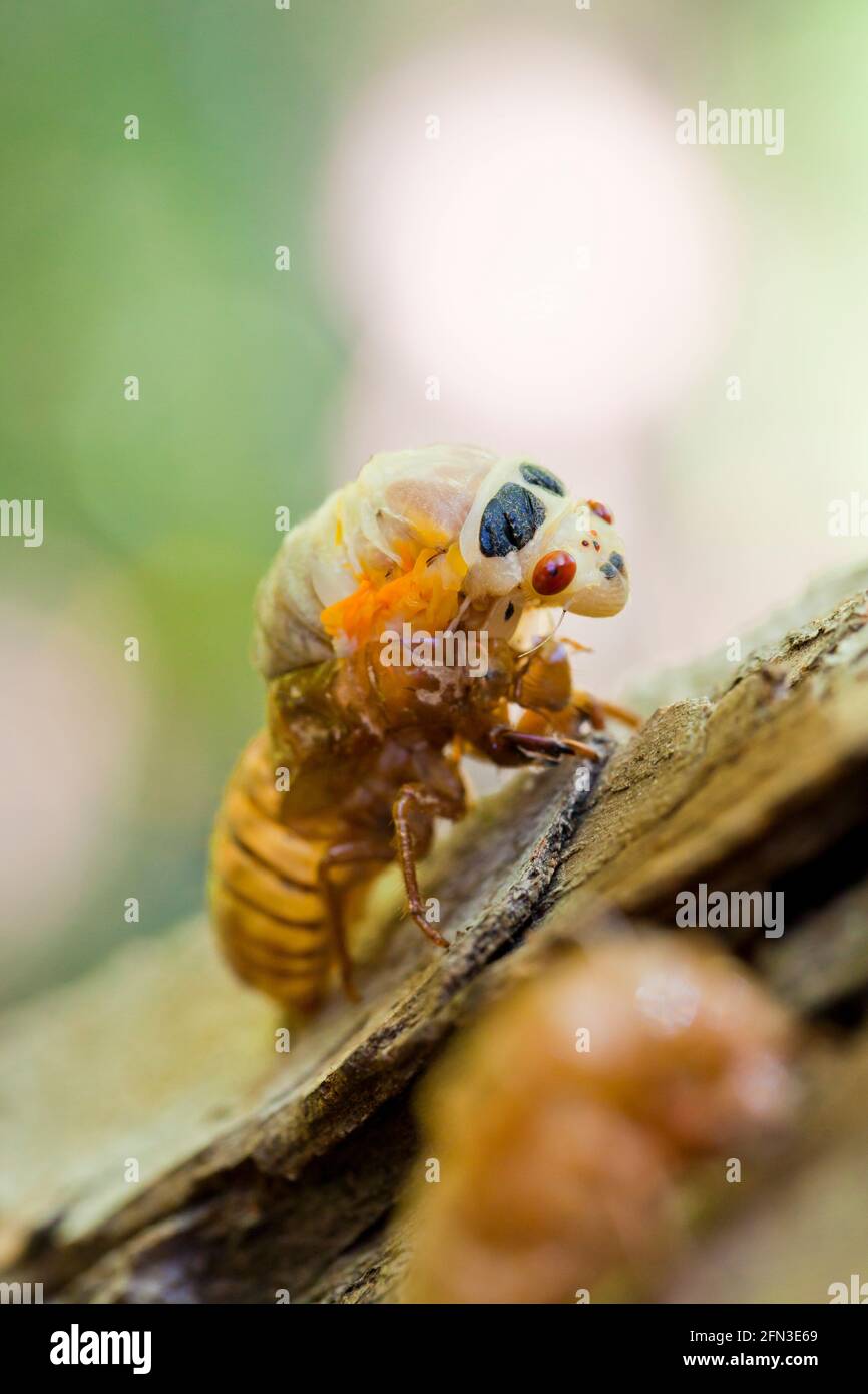 Brood X cicada (Magicicada) mue émergeant de l'exosquelette , mai 2021 - Virginia USA Banque D'Images