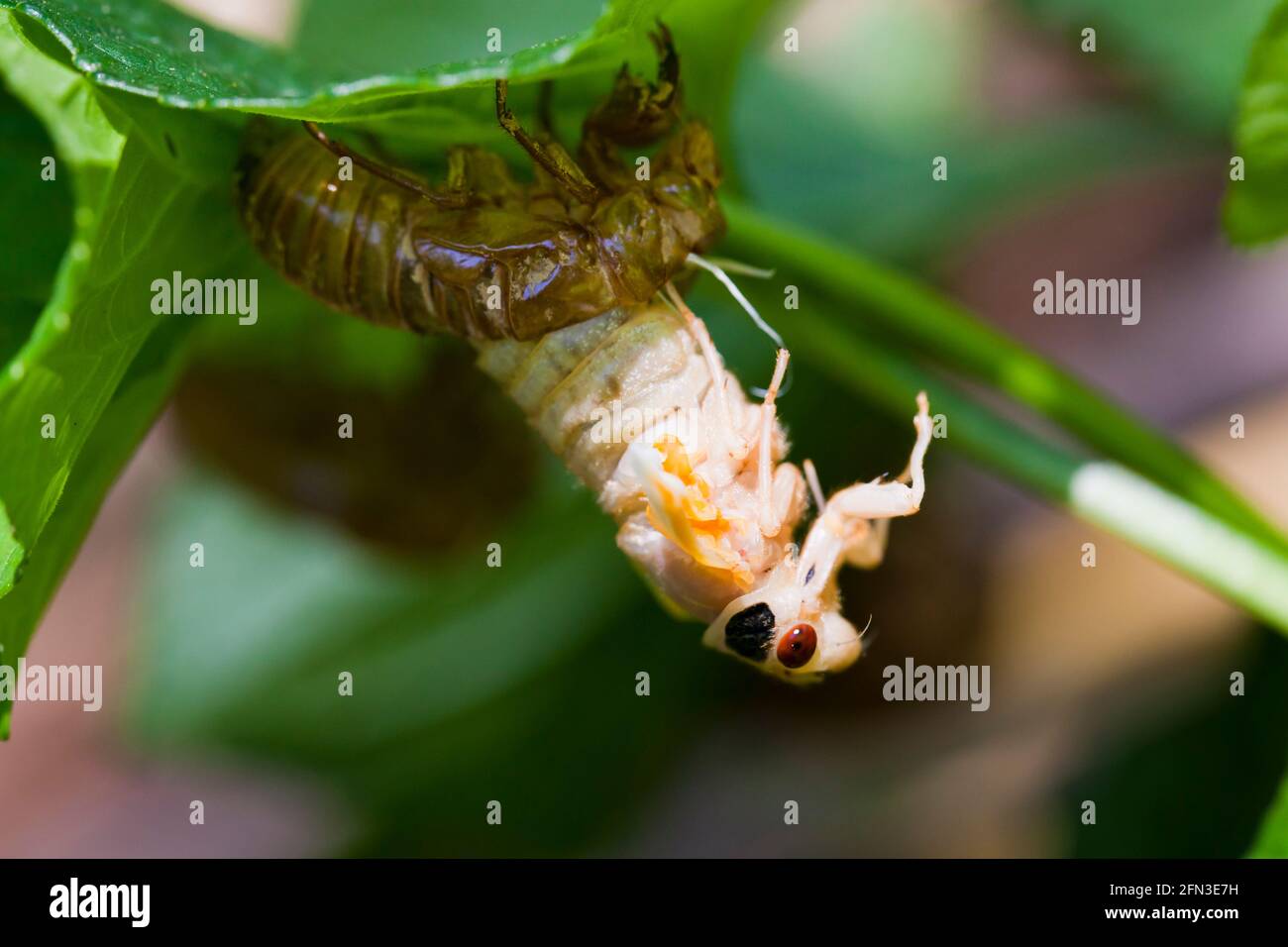 Brood X cicada (Magicicada) mue - émergeant de l'exosquelette , mai 2021 - Virginia USA Banque D'Images