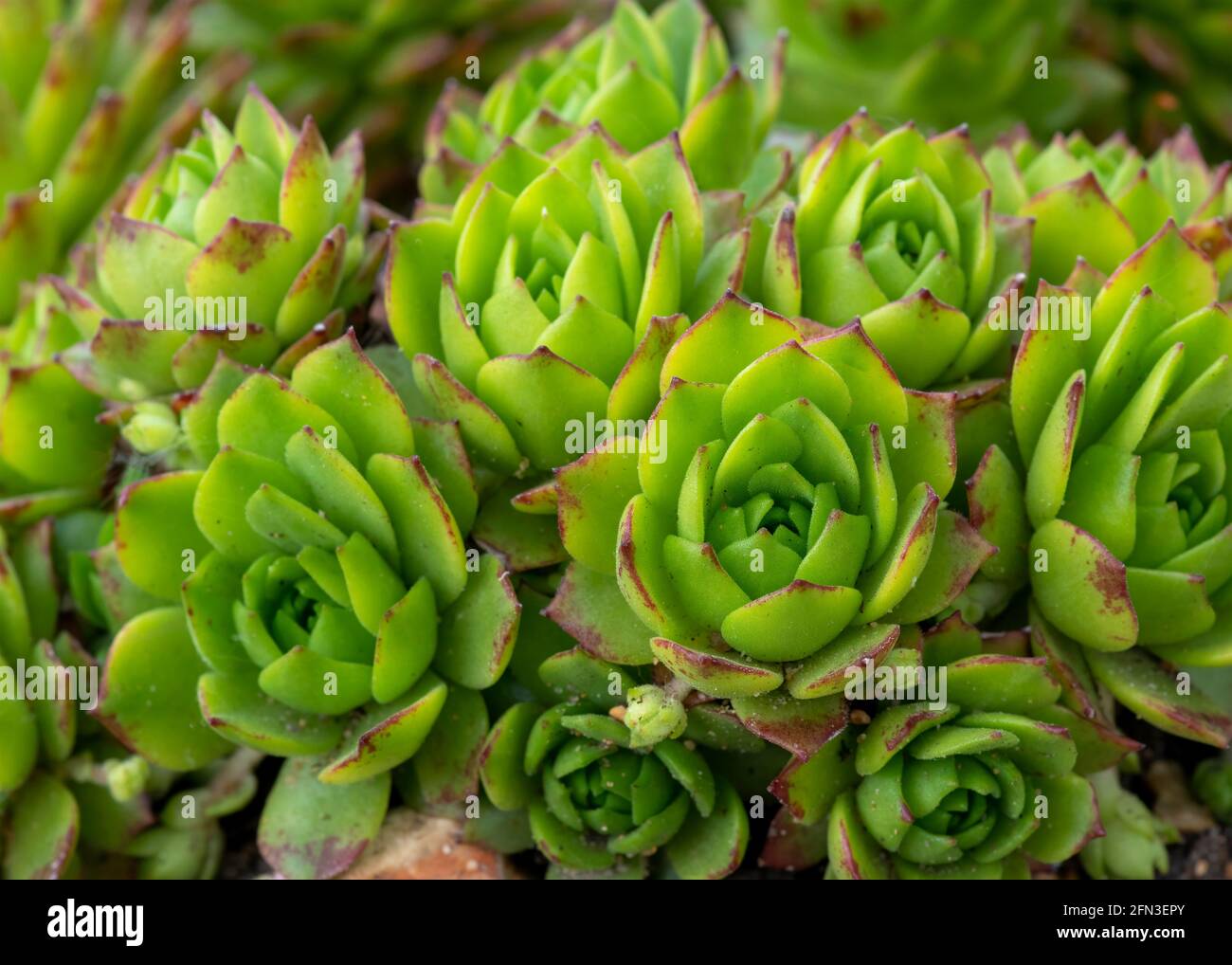 groupe de plantes alpines succulentes vertes sempervivum dans un jardin rocaillerie , marco tourné dans un foyer sélectif flou d'arrière-plan pour aider à copier l'espace Banque D'Images