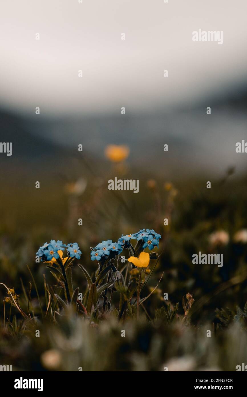 Photo verticale de fleurs alpines Forget-me-not poussant dans un champ Banque D'Images