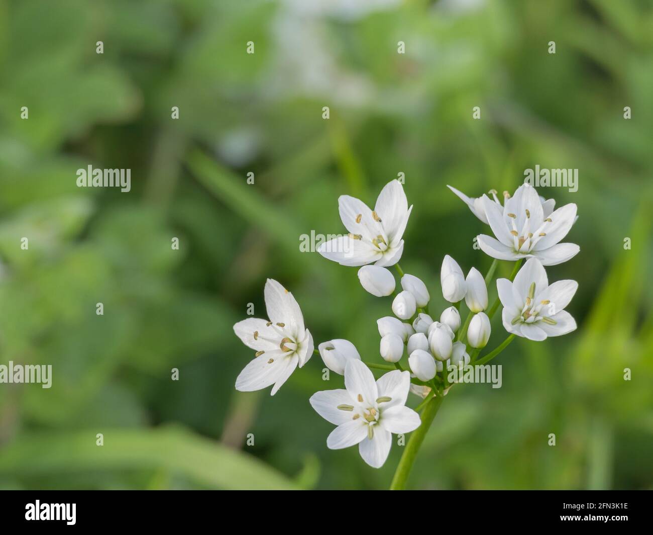 l'ail napolitain fleurit sur la plante avec une lumière naturelle à l'extérieur sur le fond des plantes défocused Banque D'Images