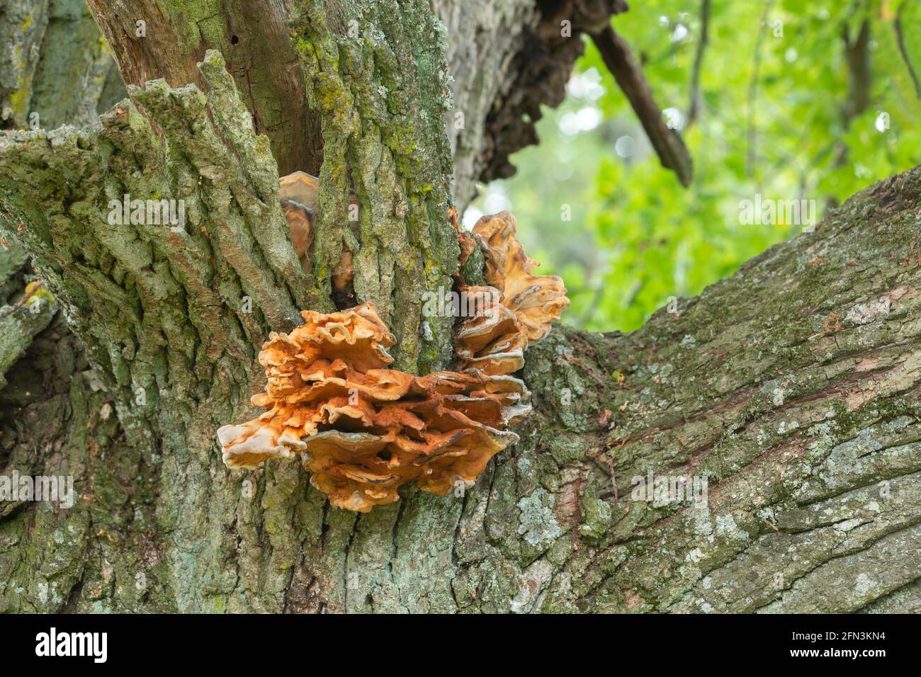 Poulet-des-bois, Laetiporus sulfureus poussant sur le chêne Banque D'Images