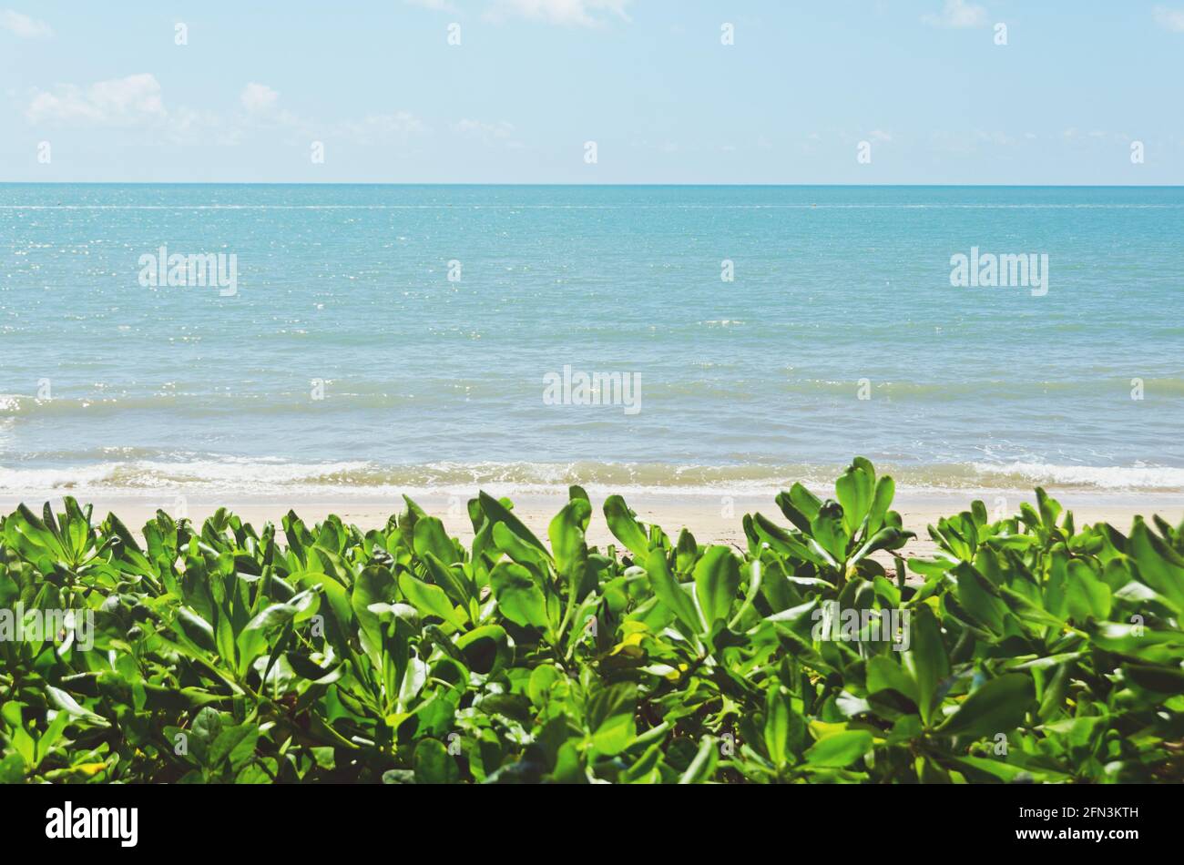 Vue sur l'océan le long d'une plage calme à Palm Cove, Queensland, Australie. Banque D'Images