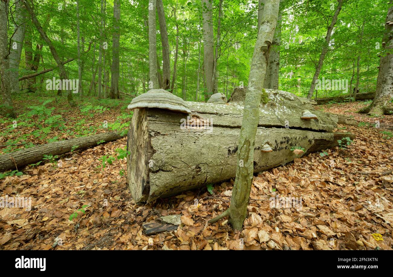 Le conk tinder, Fomes fomentarius croissant sur le tronc de bois, forêt en arrière-plan Banque D'Images