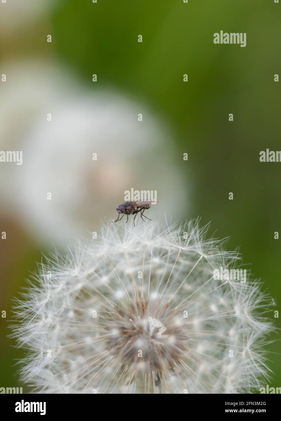 Gros plan de pissenlit est allé à la graine avec la mouche de maison atterri sur le dessus. Fond vert bokeh. Cycle de vie des pissenlits. Banque D'Images