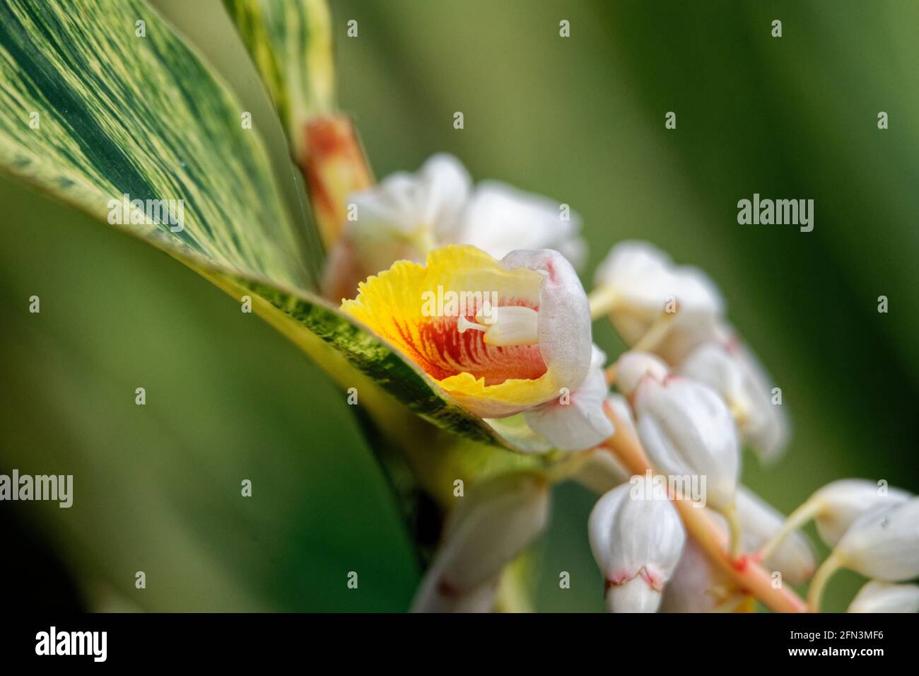 gros plan de jour de fleurs de gingembre coquillage Banque D'Images