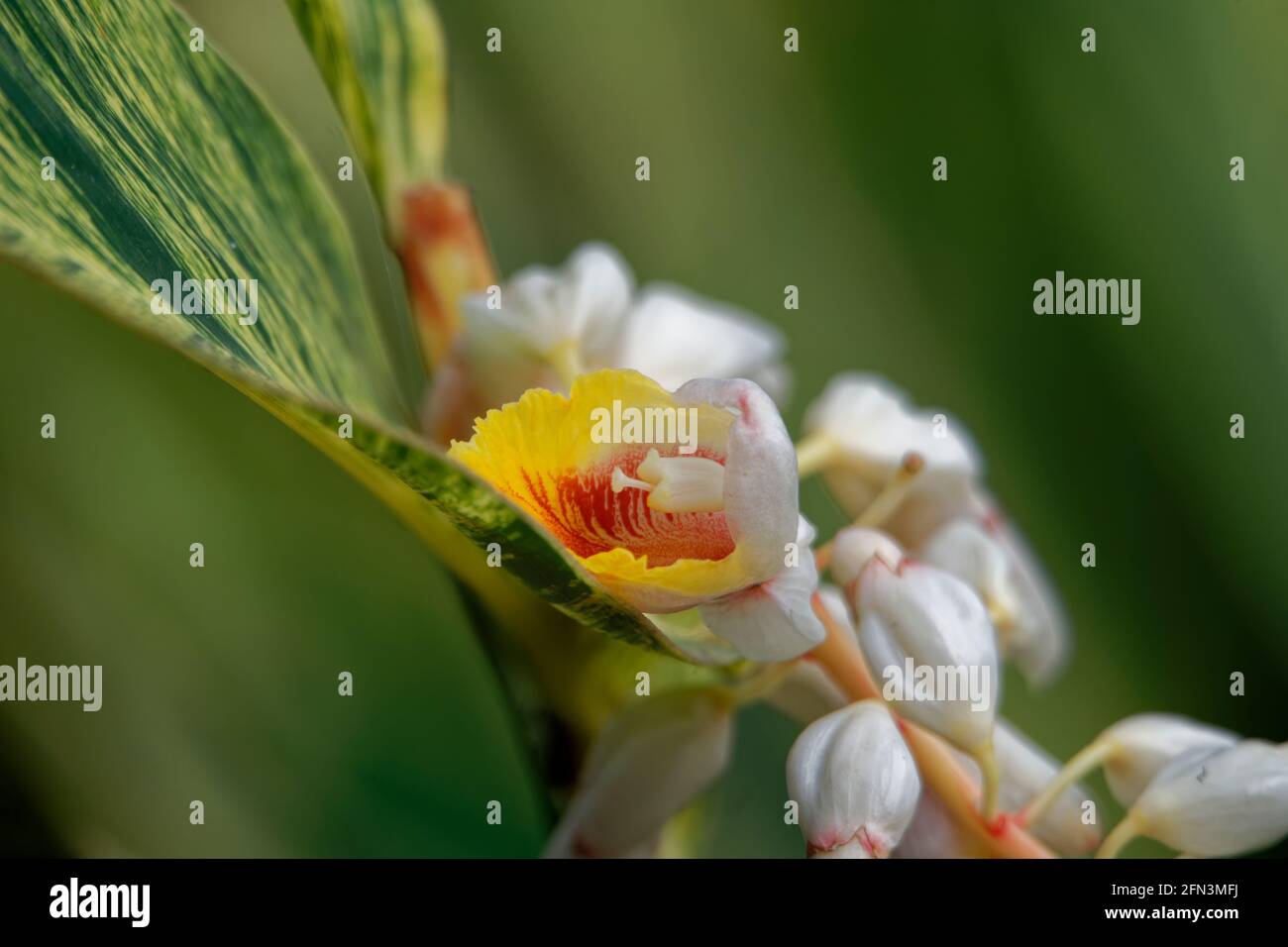 gros plan de jour de fleurs de gingembre coquillage Banque D'Images