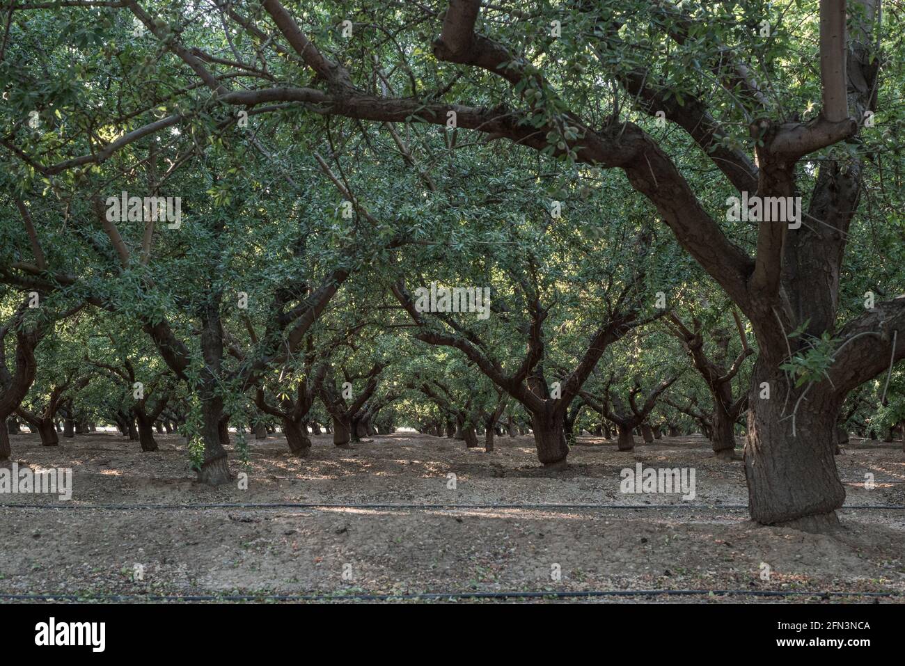 Des rangées d'arbres dans un verger d'amandiers dans la vallée centrale de la Californie où la plupart des amandes en Amérique du Nord sont cultivées. Banque D'Images