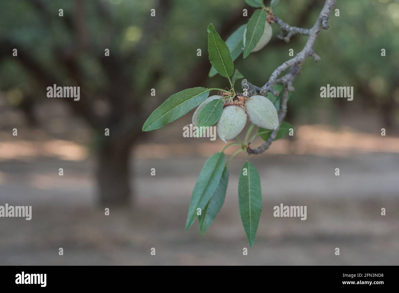 Amandes croissant sur une branche dans un verger d'amandes dans la vallée de San Joaquin en Californie. Banque D'Images