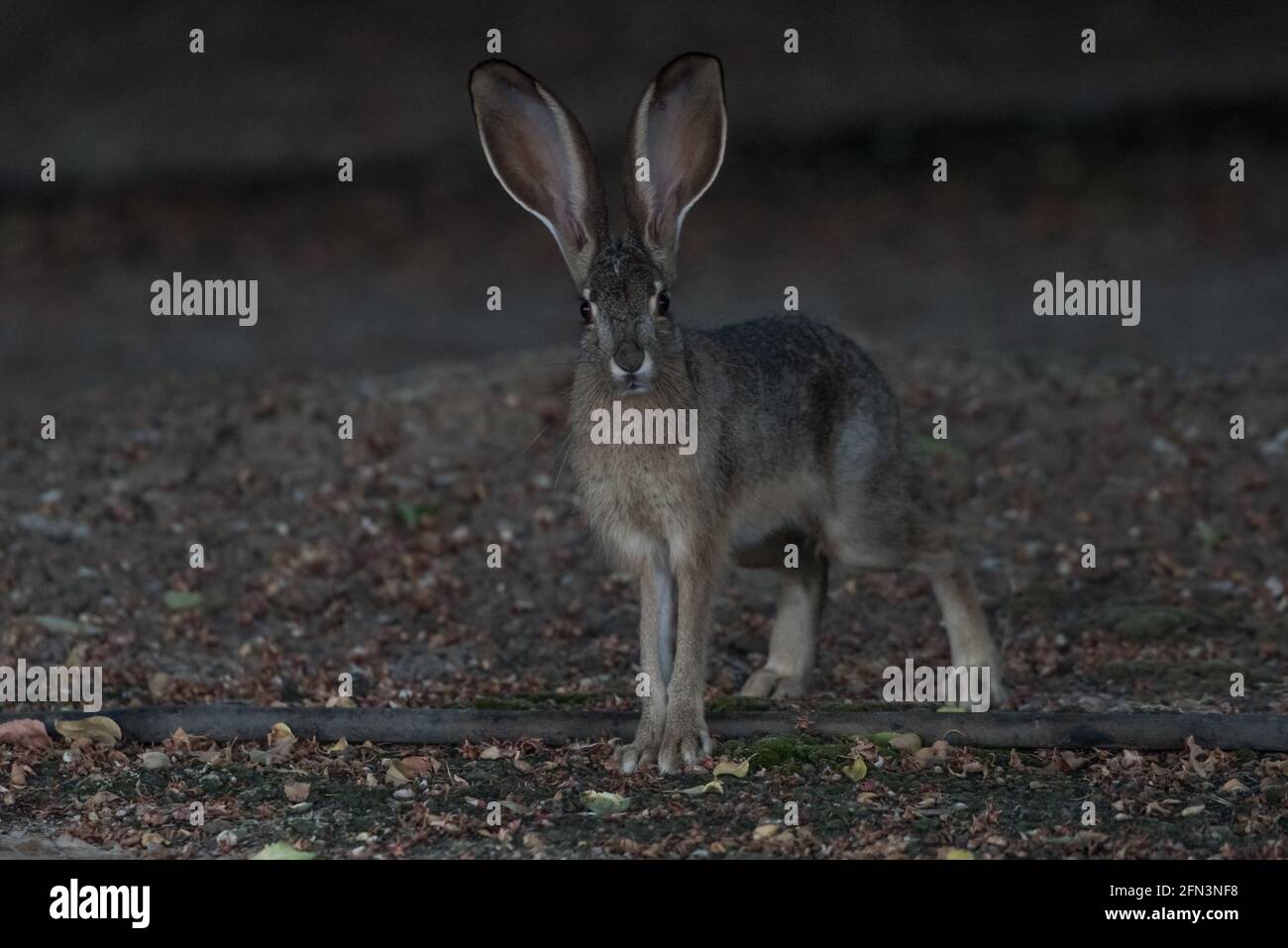 Un lapin à queue noire (Lepus californicus) provenant du refuge de la faune de San Joaquin dans la vallée centrale de la Californie. Banque D'Images