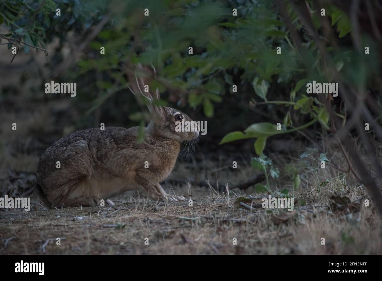 Un lapin à queue noire (Lepus californicus) provenant du refuge de la faune de San Joaquin dans la vallée centrale de la Californie. Banque D'Images