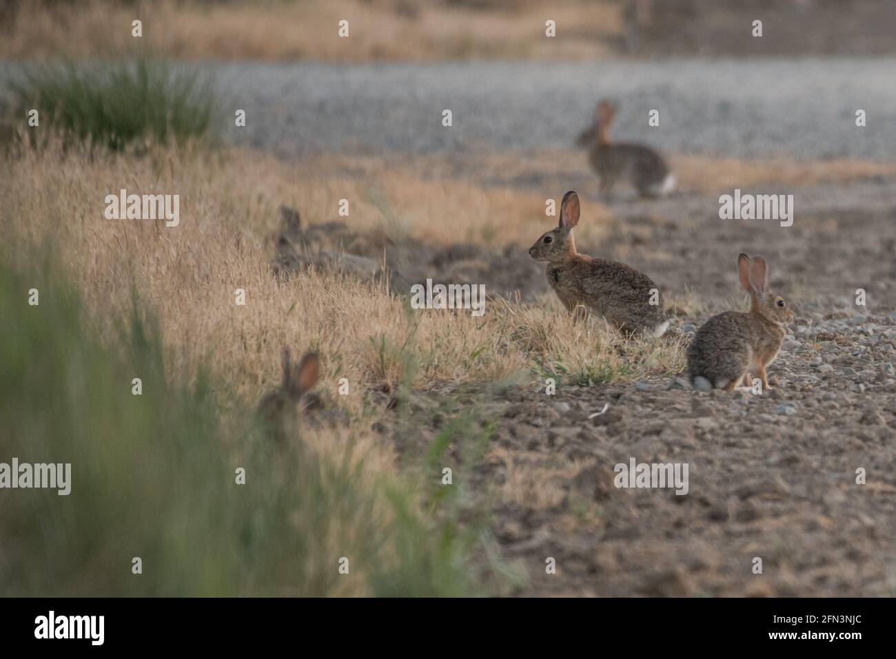 Un rassemblement de lapins de queue de cotonnière près du warren dans la vallée de San Joaquin, dans le centre de la Californie. Banque D'Images