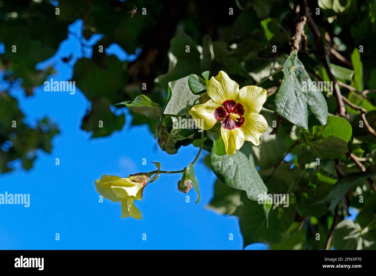 Fleurs d'hibiscus de plage (Hibiscus tiliaceus) sur l'arbre Banque D'Images Fleurs d'hibiscus de plage (Hibiscus tiliaceus) sur l'arbre Banque D'Images