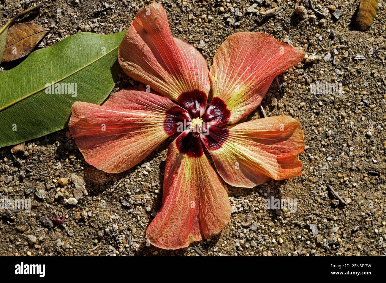 Fleurs d'hibiscus de plage (Hibiscus tiliaceus) Banque D'Images