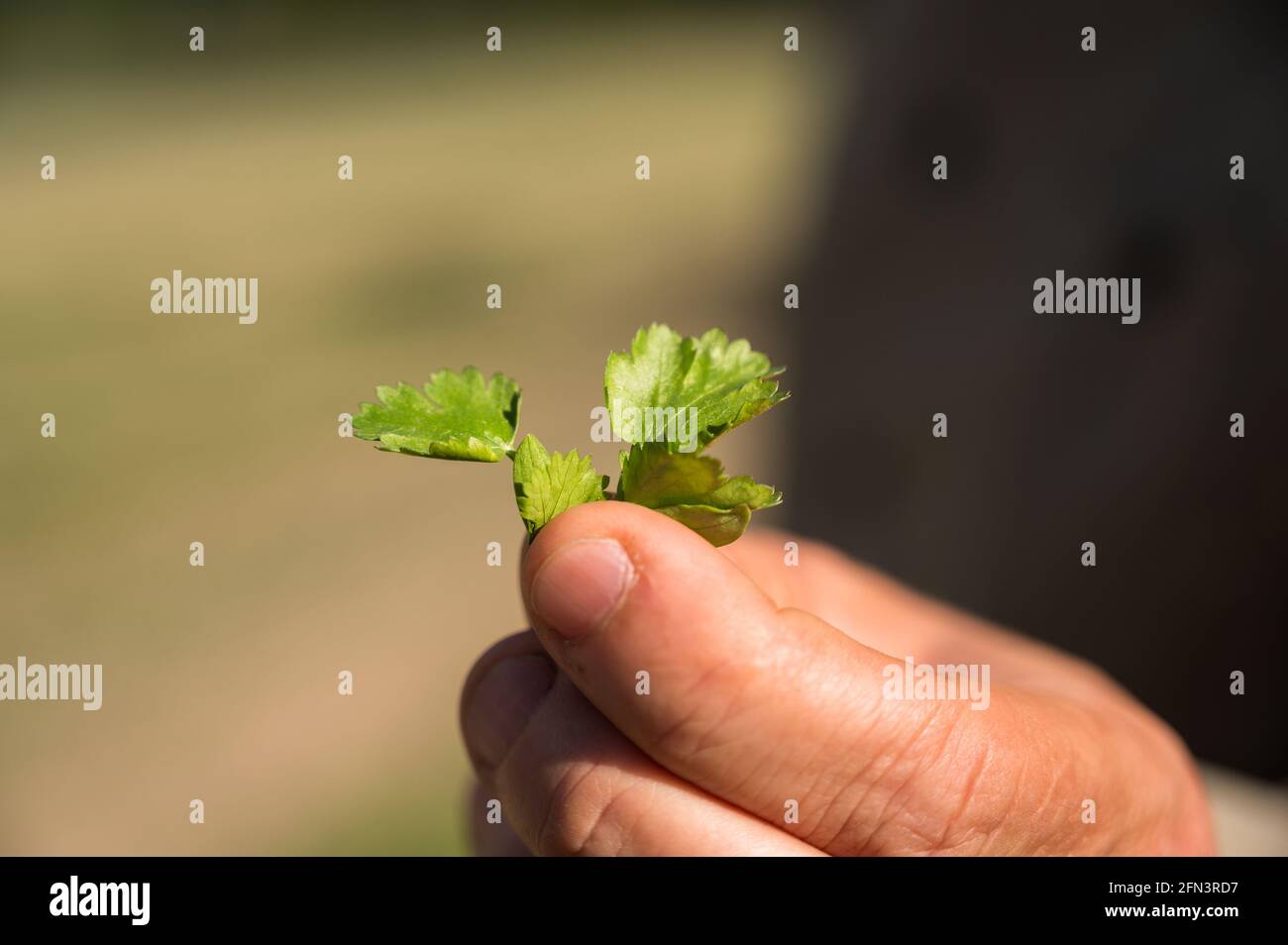 Un gros plan d'une branche de cilantro tenue dans la main d'un agriculteur biologique canadien. Banque D'Images