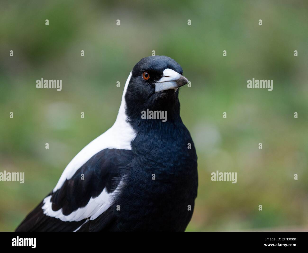 Magpie australienne sauvage Banque D'Images