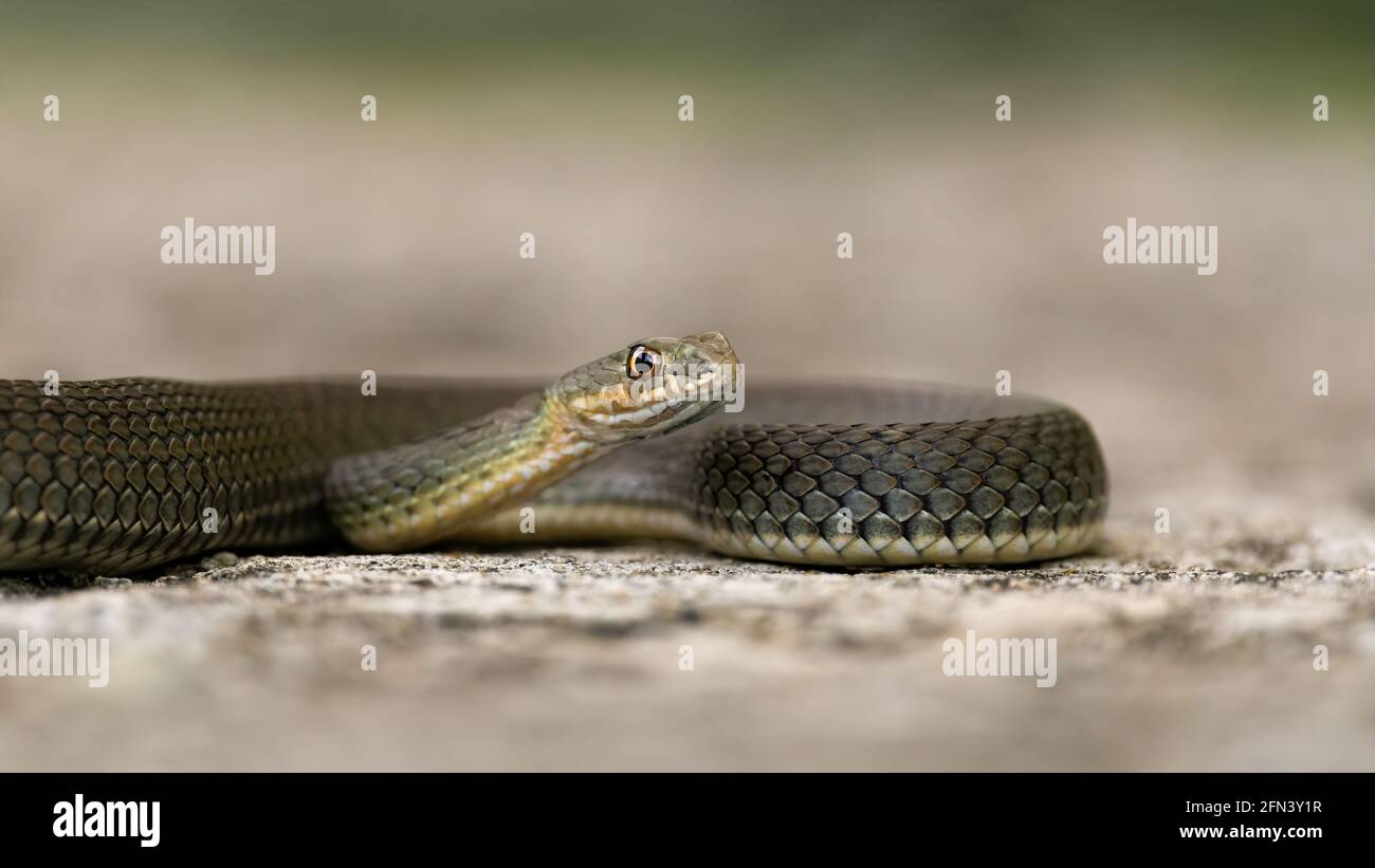 Malpolon monspessulanus, connu sous le nom de serpent de Montpellier, est un rocher. Isolé sur un fond clair Banque D'Images