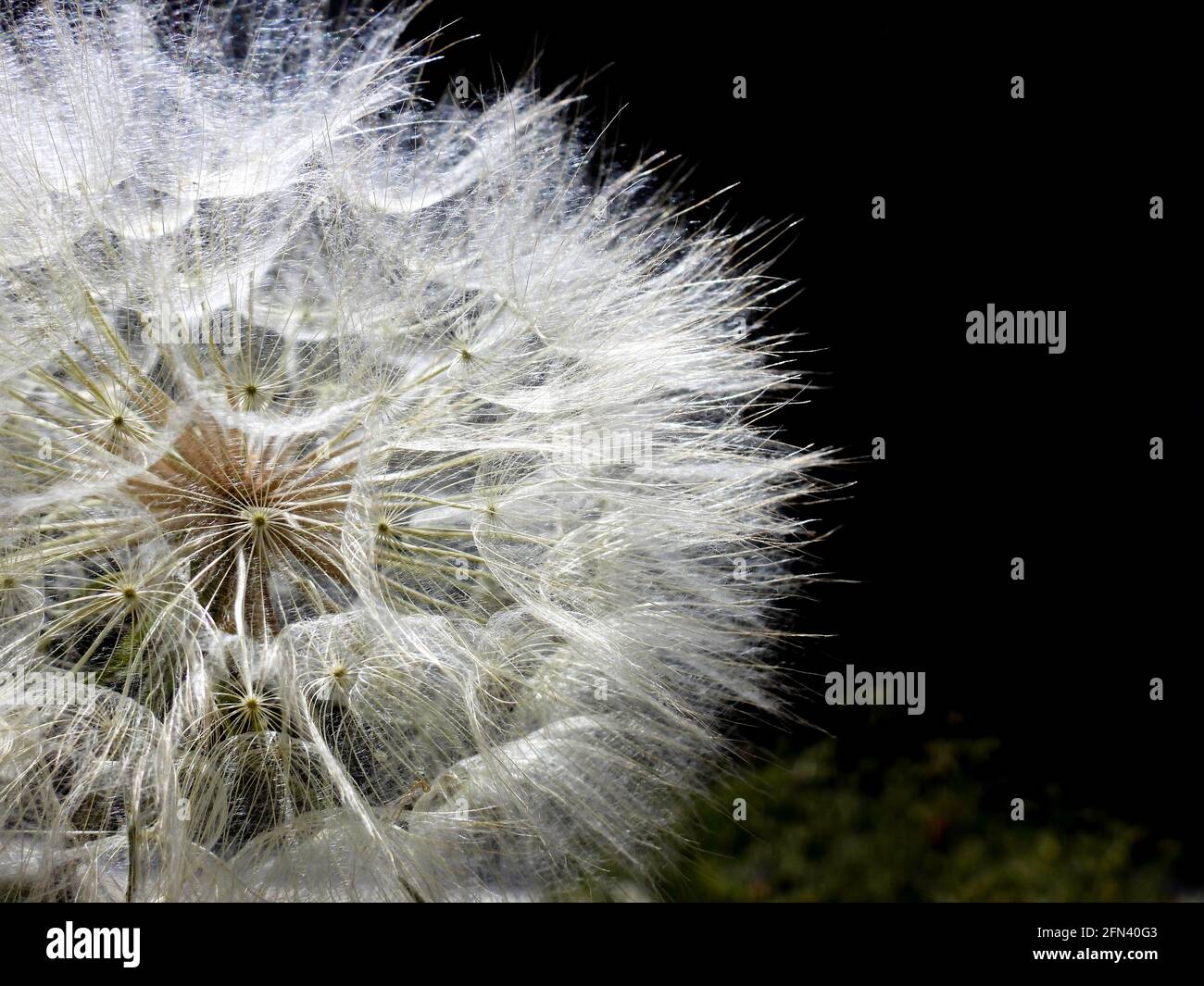 Partie de la tête de fleur de pissenlit avec les graines de gros plan arrière-plan sombre Banque D'Images