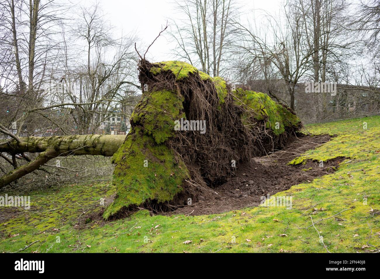 Arbres tombés dans un quartier résidentiel après une tempête violente. Banque D'Images