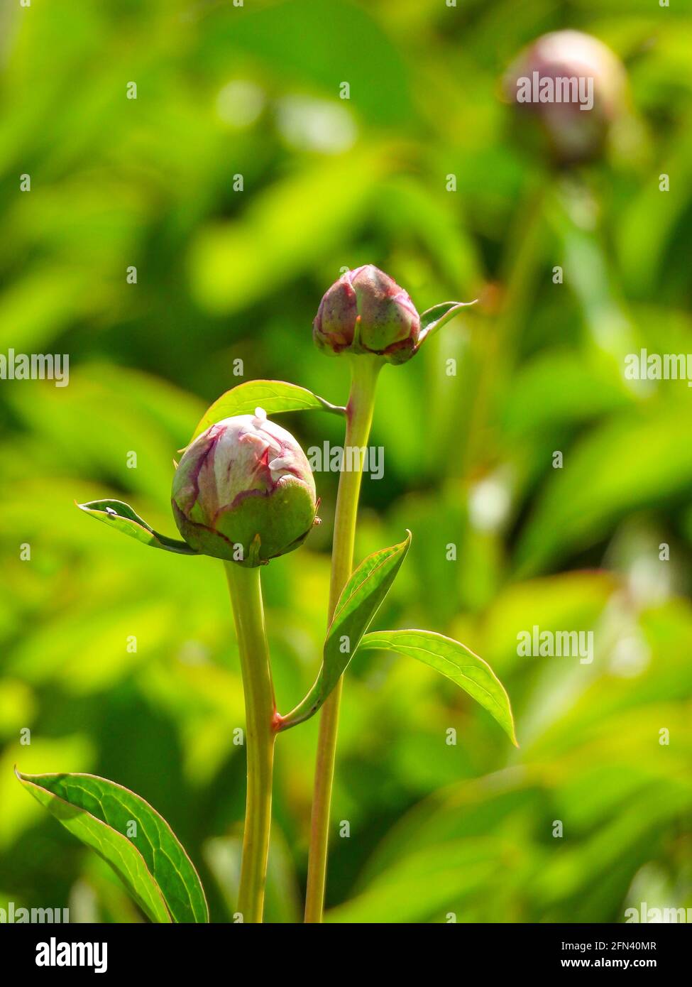 Gros plan des boutons de fleurs de pivoine rose sur fond de feuillage vert Banque D'Images