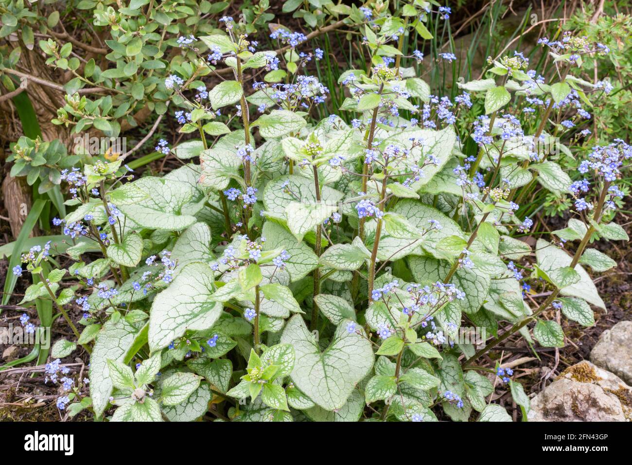 Brunnera macrophylla 'Jack Frost', bugloss sibérien Banque D'Images