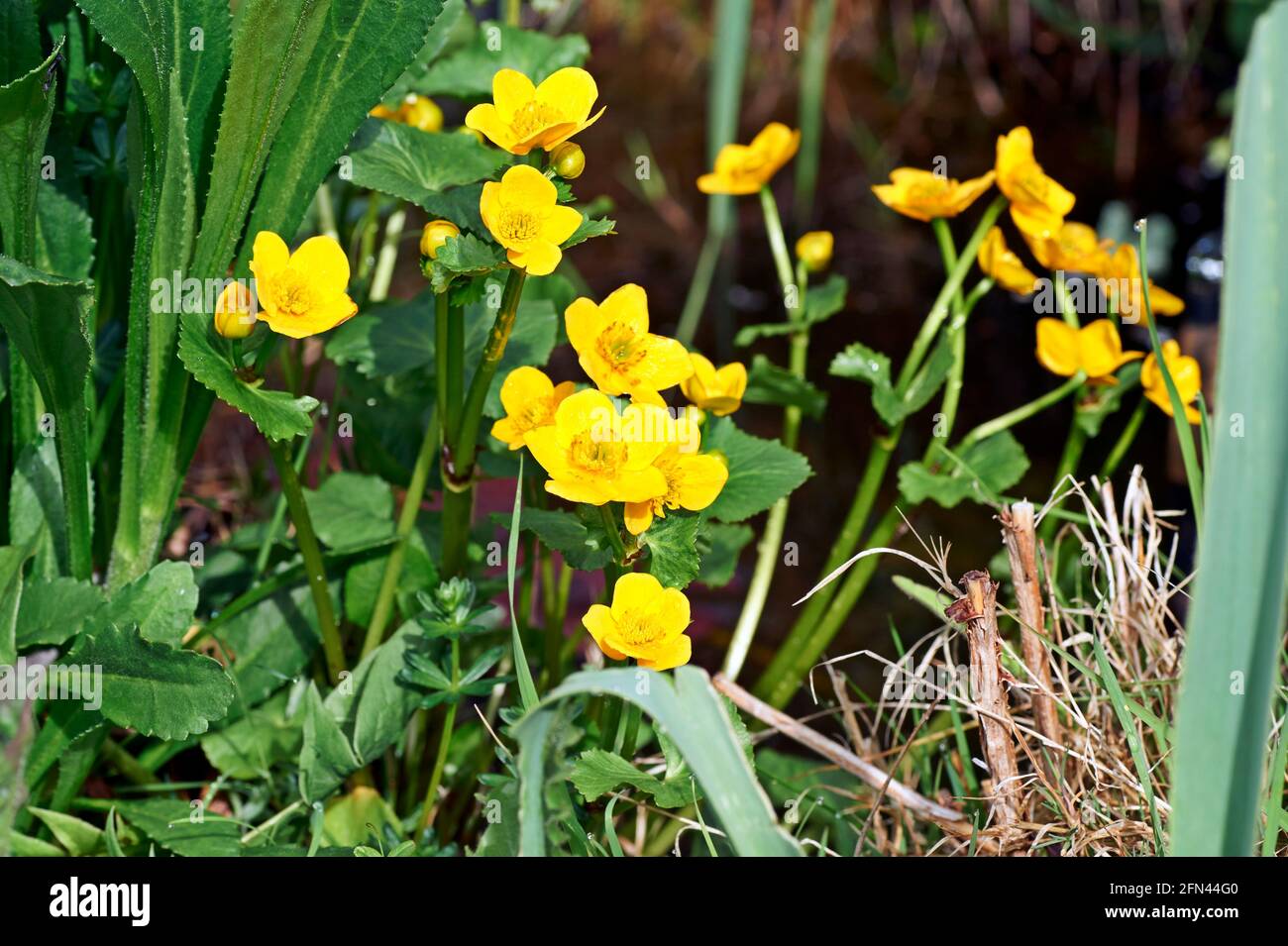 Marais à fleurs printanières marigold Maltha palustris, dans un étang de jardin. Banque D'Images