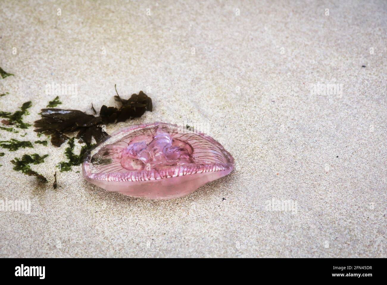 Petit méduse rose beached. Méduses mortes sur le sable d'une rive nord. Banque D'Images