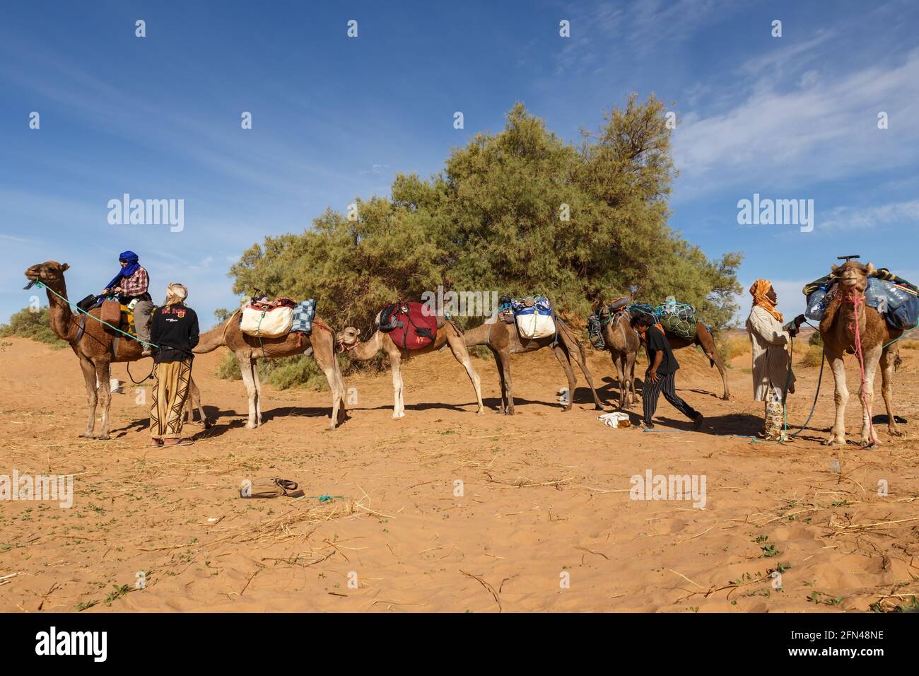 Province d'Errachidia, Maroc - 22 octobre 2015 : les Berbères préparent des chameaux pour le voyage. Chargement de choses sur des chameaux. Désert du Sahara. Banque D'Images