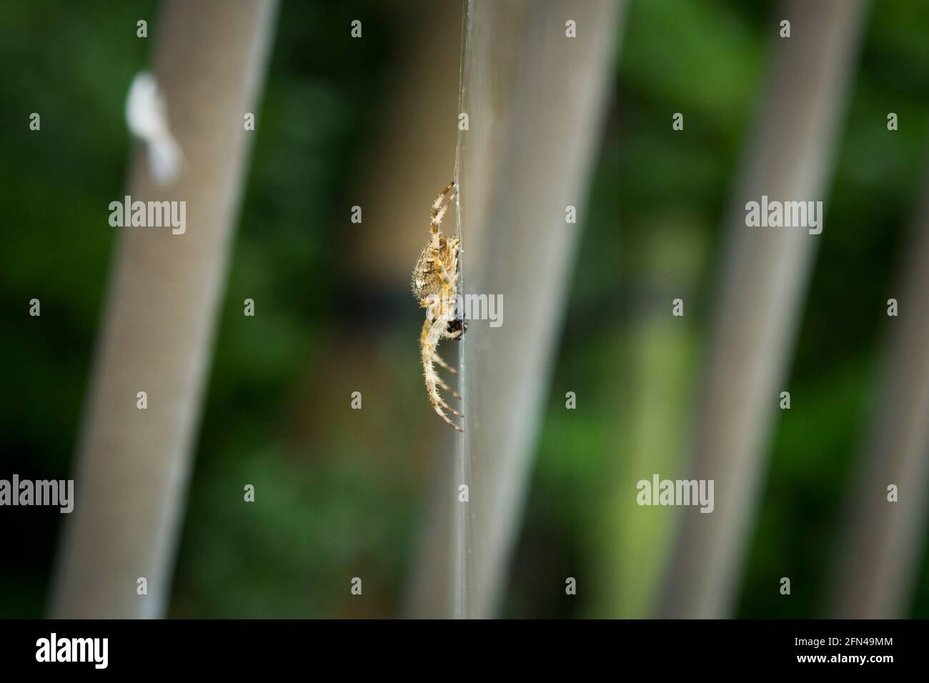Grosse araignée jaune repose sur sa toile. Profil d'une grosse araignée poilue dangereuse en attente de proie. Gros plan des invertébrés dans le jardin. Banque D'Images