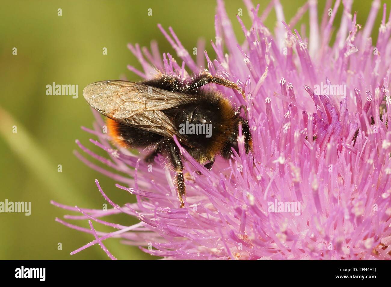 Gros plan d'une bombe campestris cuckoo bumblebee sur une fleur Banque D'Images