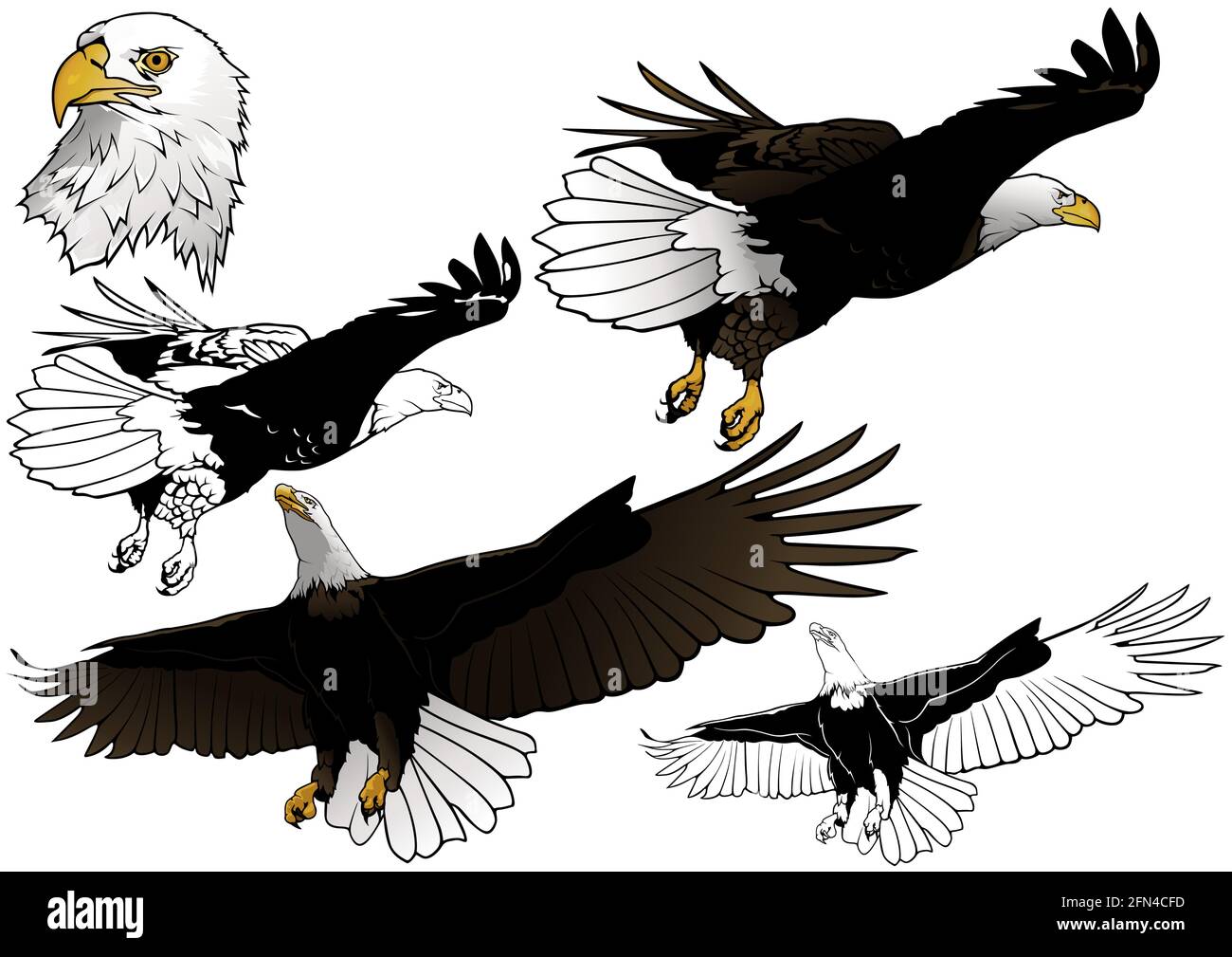 Ensemble de Flying Bald Eagle Illustration de Vecteur
