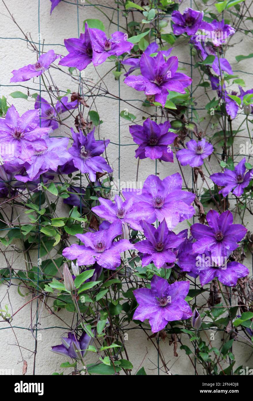 Clematis violet en fleur Banque D'Images