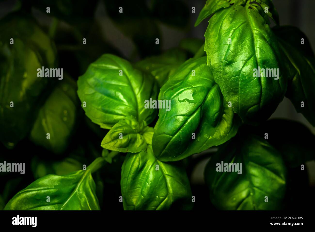 feuilles de basilic frais avec gouttes d'eau Banque D'Images