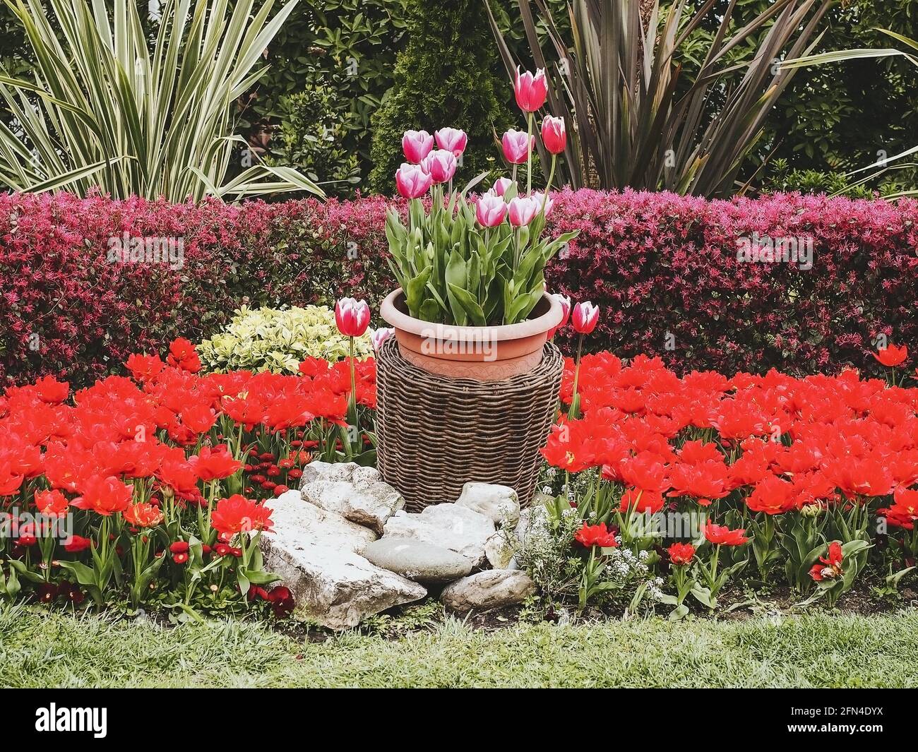 Les tulipes roses poussent dans un panier au milieu de un parterre de fleurs aux tulipes rouges entourées d'arbustes décoratifs Banque D'Images
