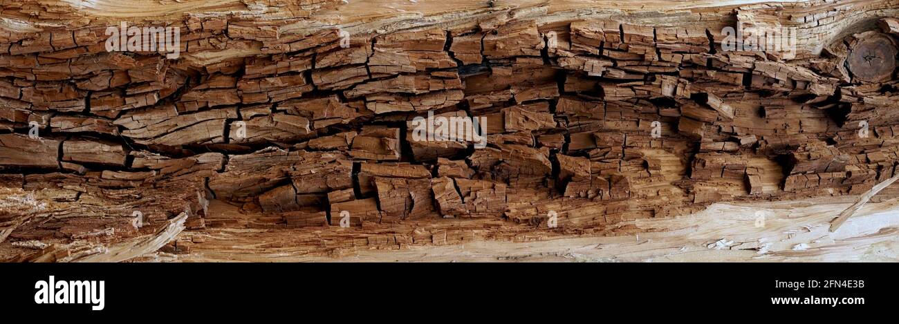 Texture du côté intérieur de l'écorce d'un arbre. Écorce rugueuse d'un arbre mort. Arrière-plan de l'écorce rouge interne naturelle. Banque D'Images