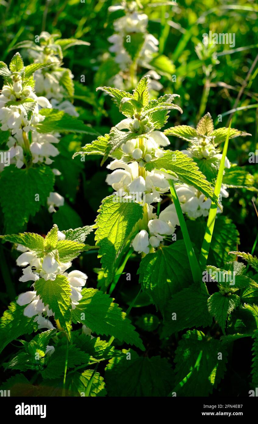 plante blanche à fleurs d'ortie morte, album de lamium, norfolk, angleterre Banque D'Images