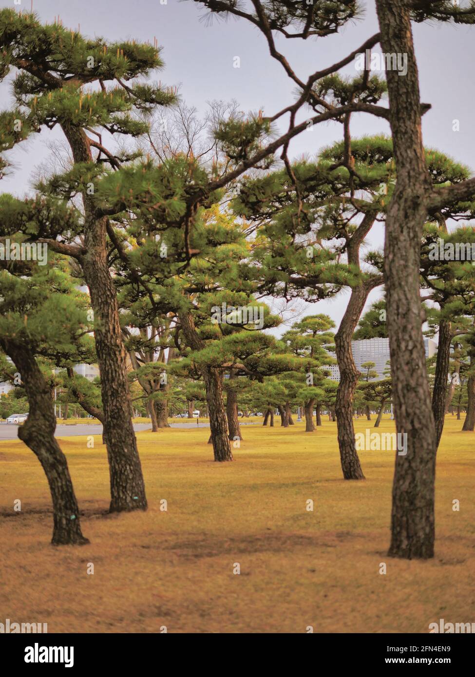 Paysage du parc national de Kokyogaien à Tokyo. Arbres incurvés et verdure orientale dans le parc près du Palais impérial de Tokyo. Banque D'Images