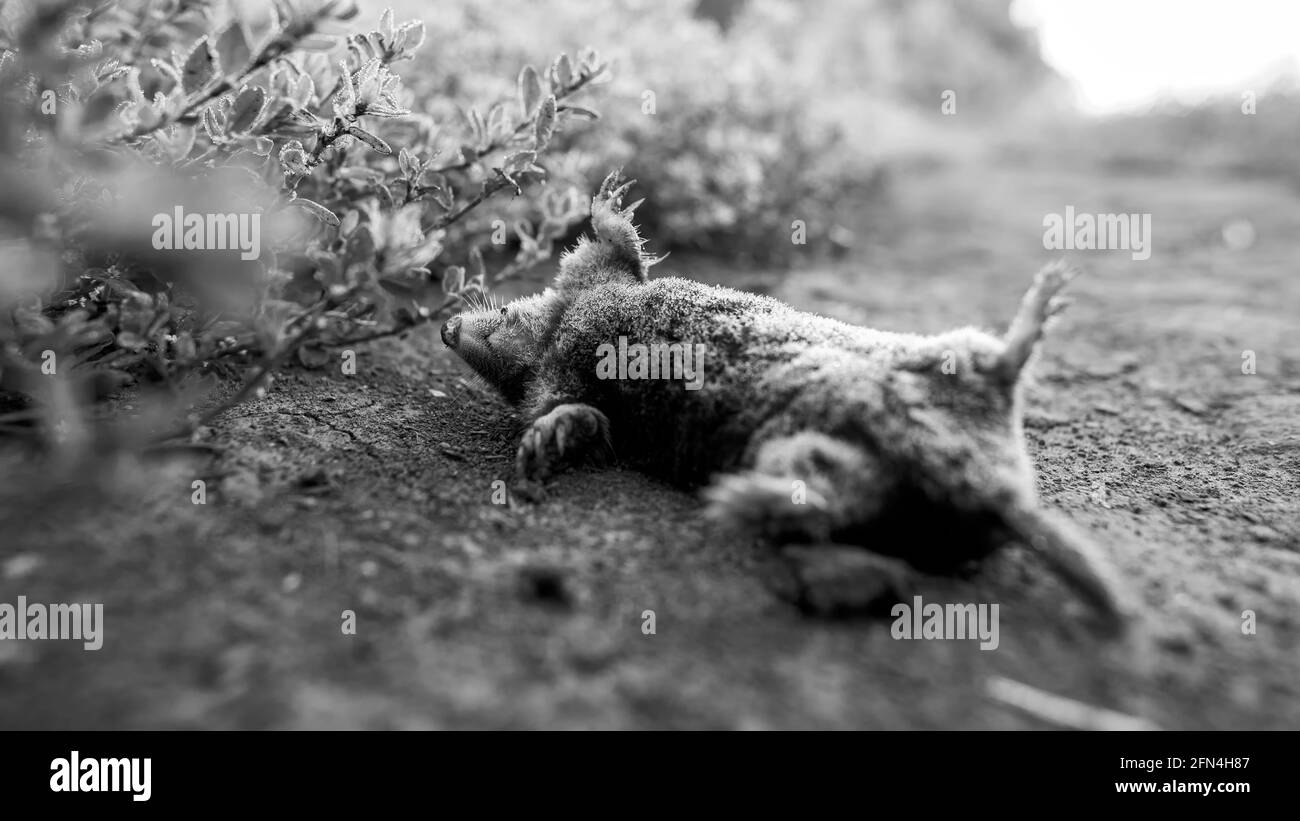 Une taupe morte, photo en noir et blanc. Banque D'Images