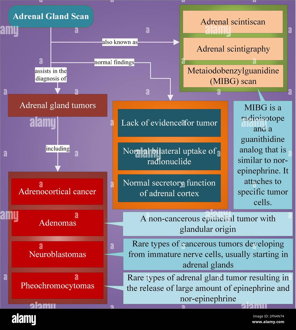 Balayage des glandes surrénales Banque D'Images