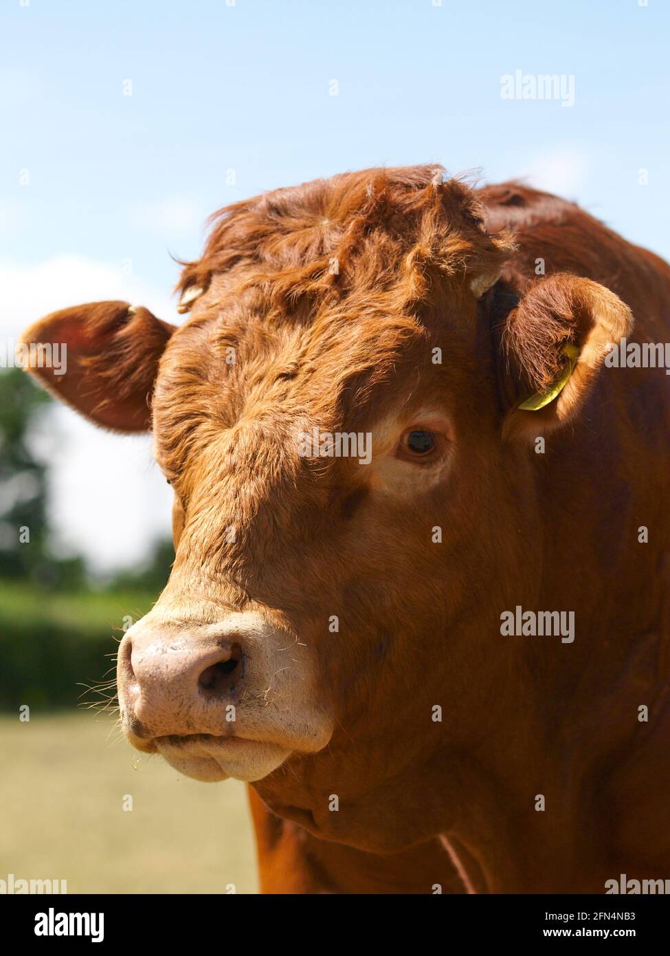 Une photo d'un taureau de race rare dans un enclos d'été. Banque D'Images